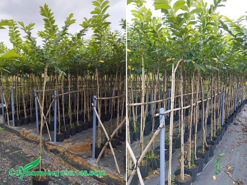 Vườn bằng lăng Thái Lan hoa tím siêu đẹp