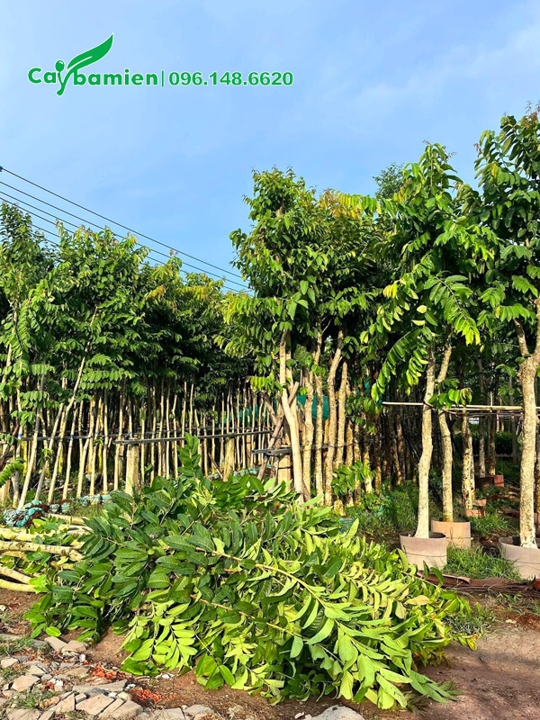 Vườn dâm ủ quy mô lớn, thoát thân cao 2m, dưỡng trong bầu nổi