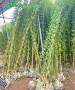 Vườn dưỡng ủ số lượng cây Trúc Quân Tử cao 3m