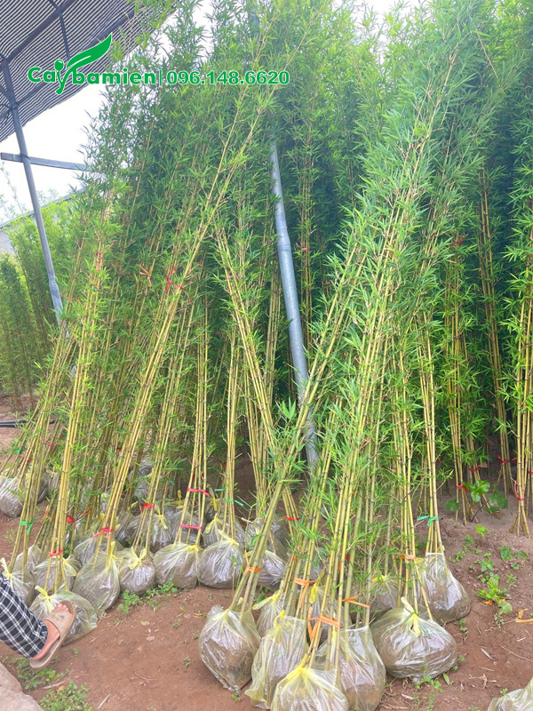 Vườn dưỡng ủ số lượng cây Trúc Quân Tử cao 3m