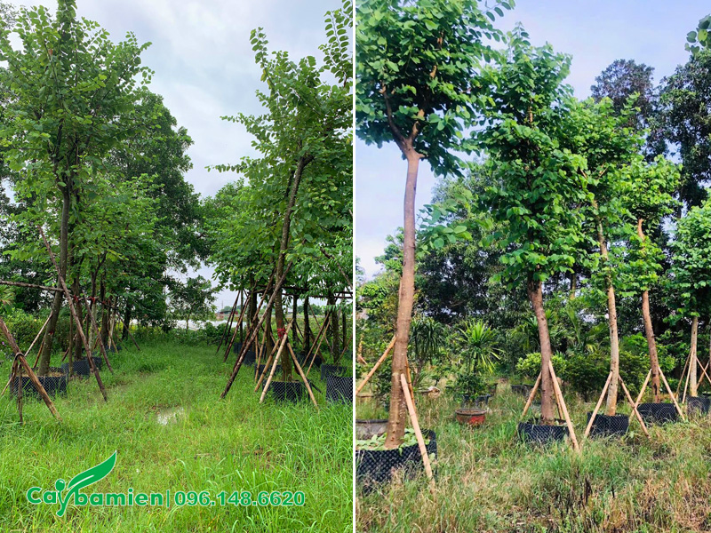 Dâm ủ số lượng lớn cây lâu năm, chiều cao 5 - 6m