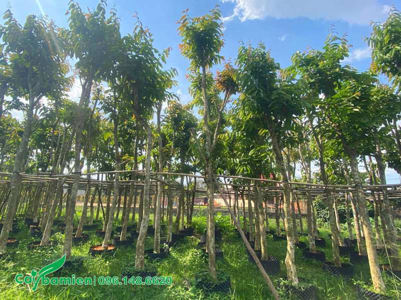 Vườn dưỡng ủ số lượng lớn chiều cao 5 - 6m