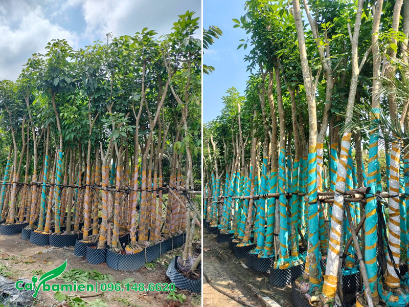 Vườn dưỡng ủ số lượng lớn cây hoa kèn hồng công trình