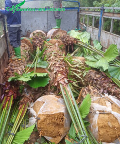 Cây cọ ta công trình đánh thẳng thoát thân 2, đã xếp gọn lên xe tải