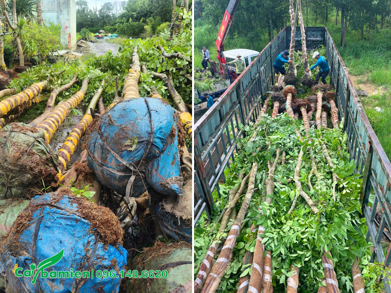 Cây lớn, đường kính bầu 15cm trở lên dùng để trồng khu công nghiệp