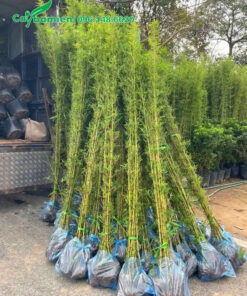 Bán số lượng lớn Trúc Quân Tử cao 2m5
