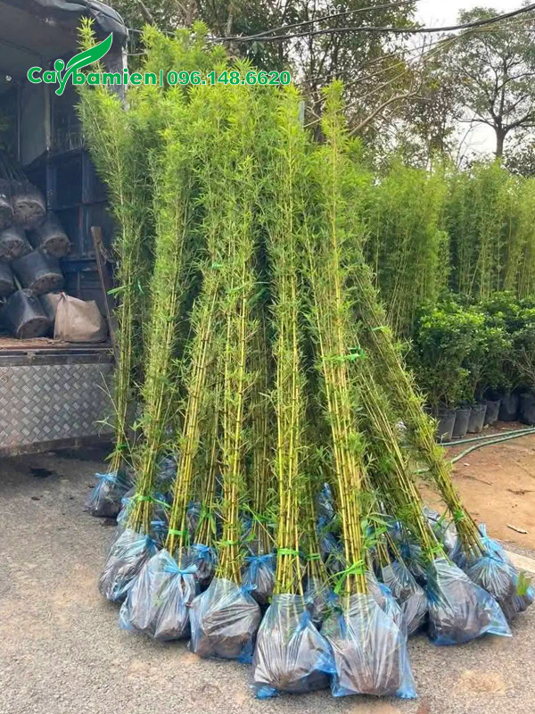 Bán số lượng lớn Trúc Quân Tử cao 2m5