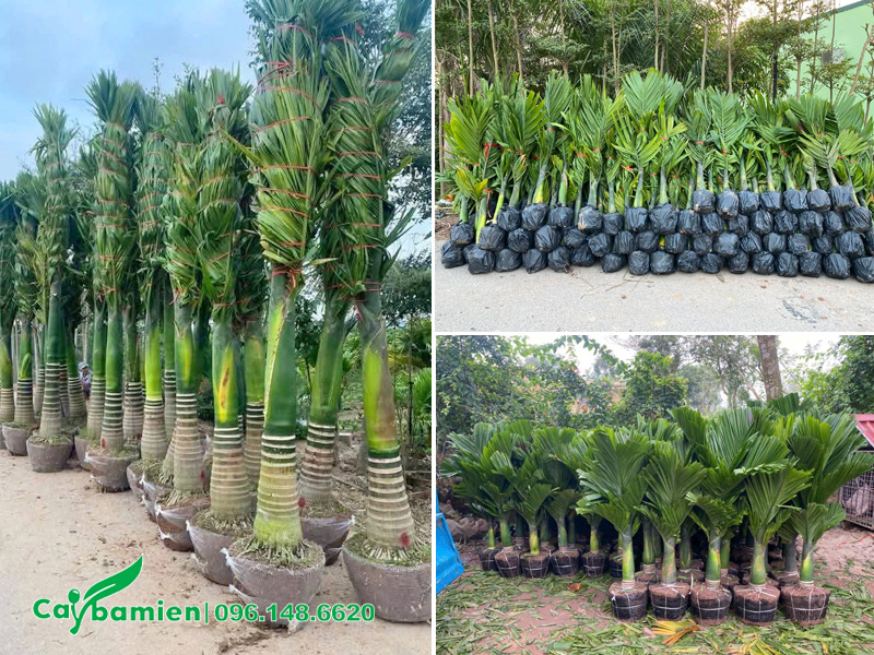 Vườn dưỡng ủ số lượng lớn cây cau lùn, đủ mọi kích thước lớn nhỏ