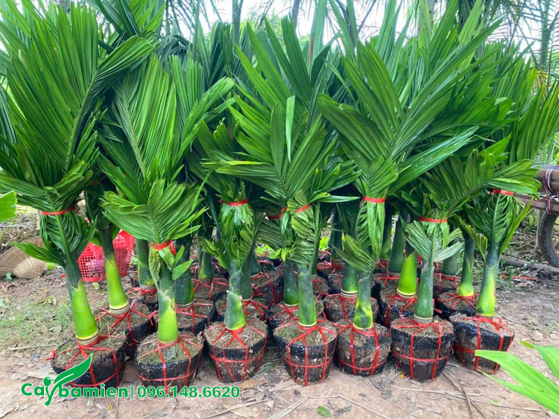 Bứng hàng chục cây cau lùn nhỏ, chiều cao vút lá gần 1m