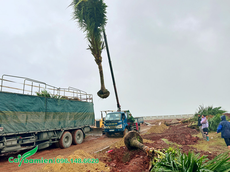 Trồng cây cho nhà máy quy mô lớn
