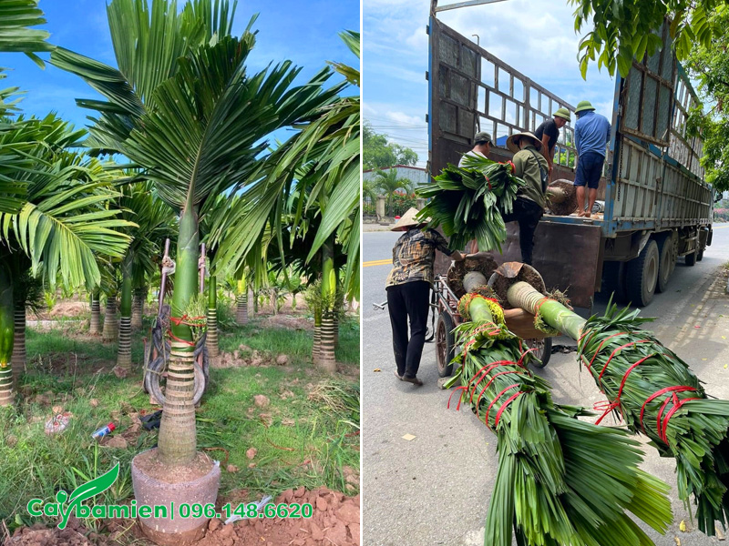 Vườn cây cau lâu năm, lóng thân cao gần 1m