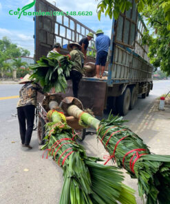 Cau Lùn đánh thẳng, bốc lên xe đầu kéo để chuyển đến cho khách ở Nam Định (Ninh Bình)
