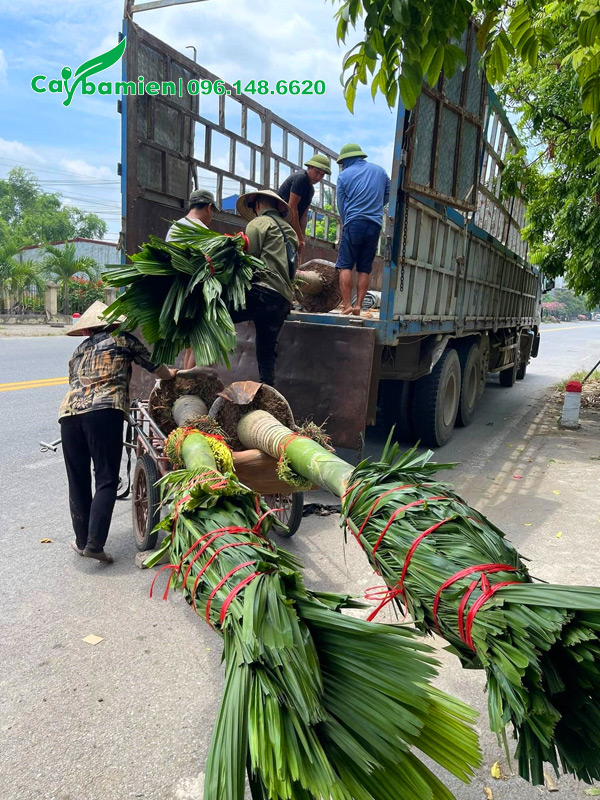 Cau Lùn đánh thẳng, bốc lên xe đầu kéo để chuyển đến cho khách ở Nam Định (Ninh Bình)