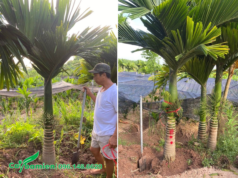 Cây Cau Lùn cao vút lá 3m, lóng thân cao hơn 1m, đang sẵn hoa