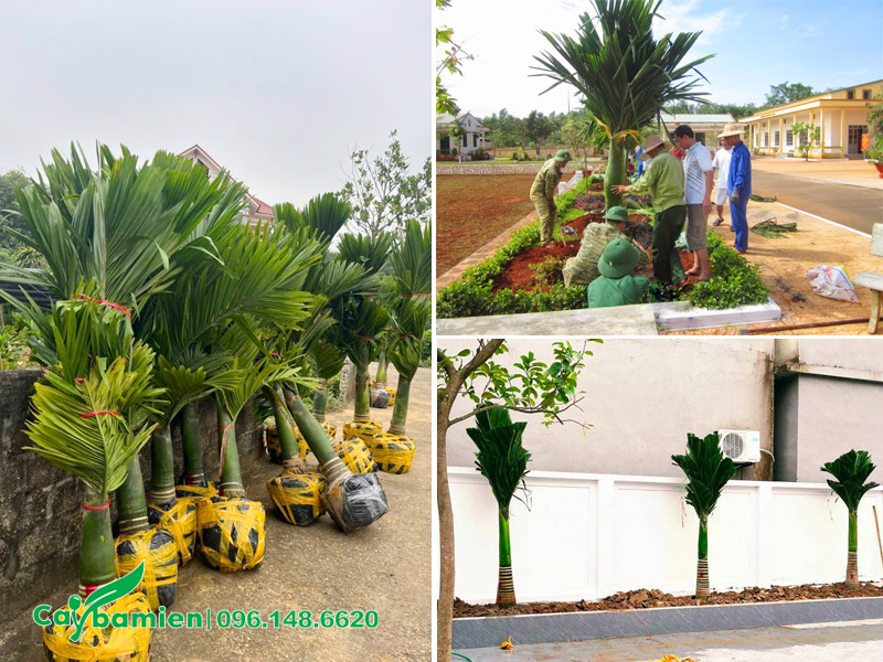 Kỹ thuật viên Cây Ba Miền thi công trồng cây cho khách tại dự án