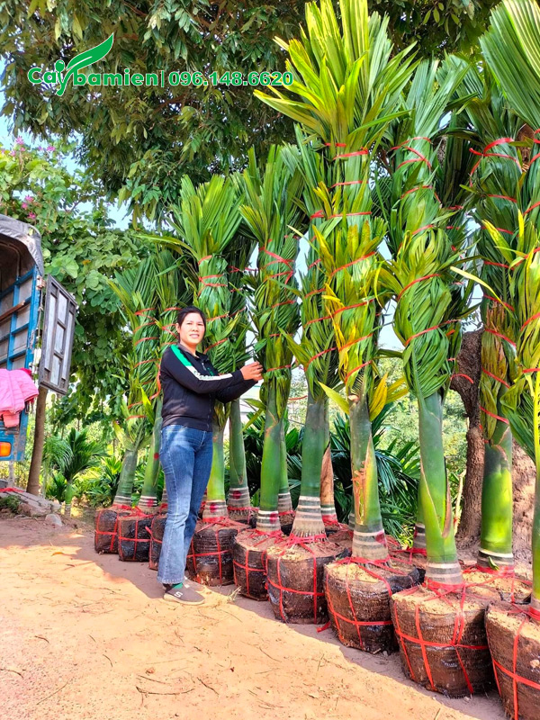 Cô thắm đang kiểm tra lại cây một lần nữa trước khi xếp hàng đi