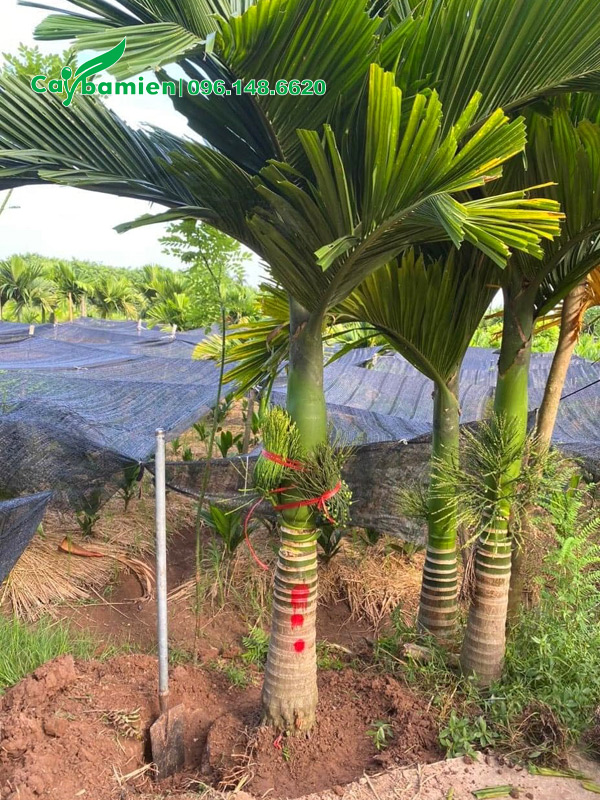 Đánh cây cau lùn đã đánh dấu trước cho khách