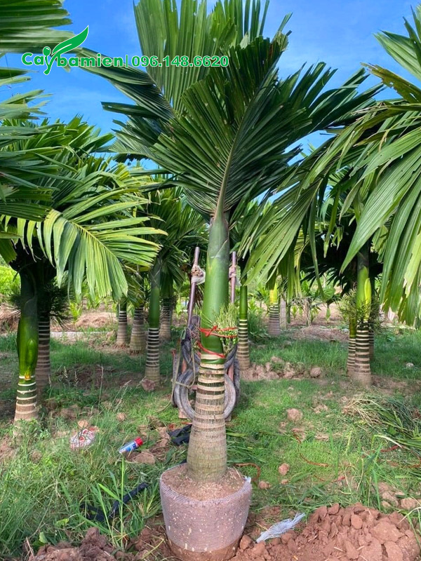 Cây vừa mới bứng, lóng thân cao 60 - 70cm