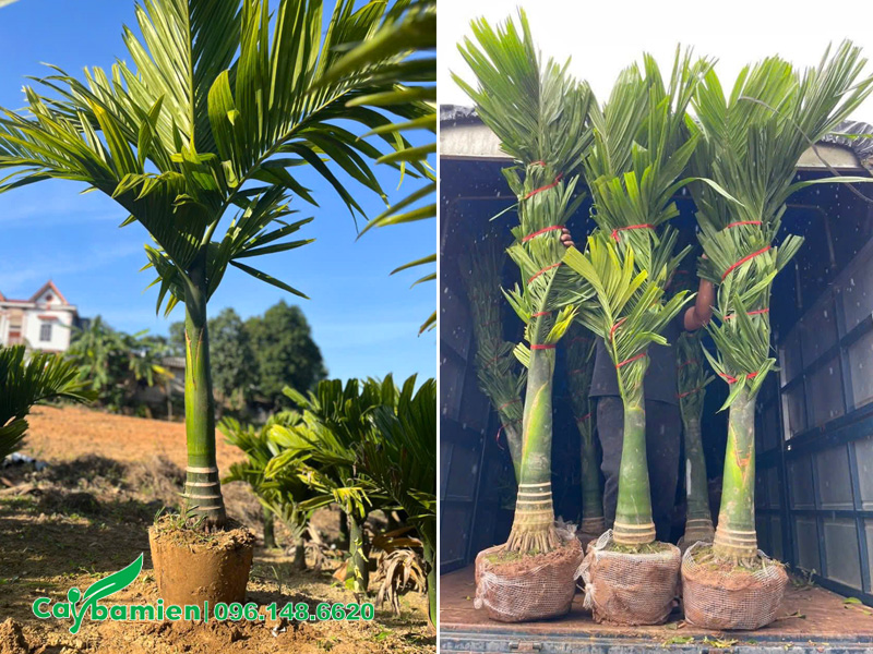 Bứng bầu cây cau lùn choai, lộ thân 30cm