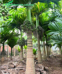 Cây cau lùn đẹp, cao vút lá 3.5m, sẵn buồng quả