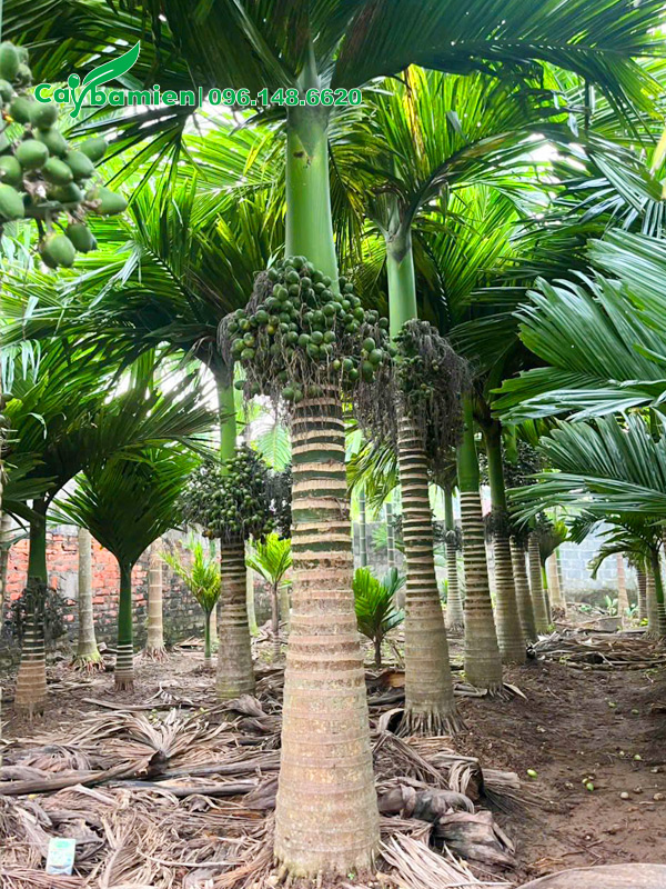 Cây cau lùn đẹp, cao vút lá 3.5m, sẵn buồng quả