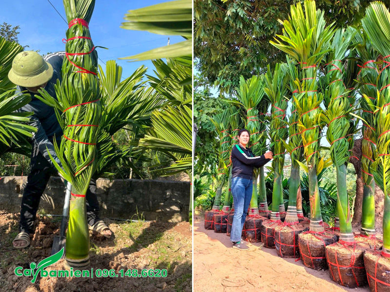 Bứng những cây cau lùn cao 2 - 2.5m tại vườn ở Hưng Yên