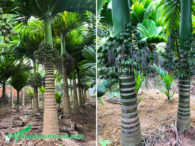 Vườn cau lâu năm, dáng cây siêu đẹp tại tỉnh Phú Thọ