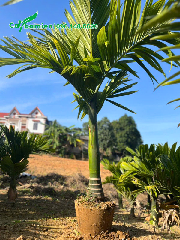 Cây cau vừa mới bứng, chiều cao vút lá 1m