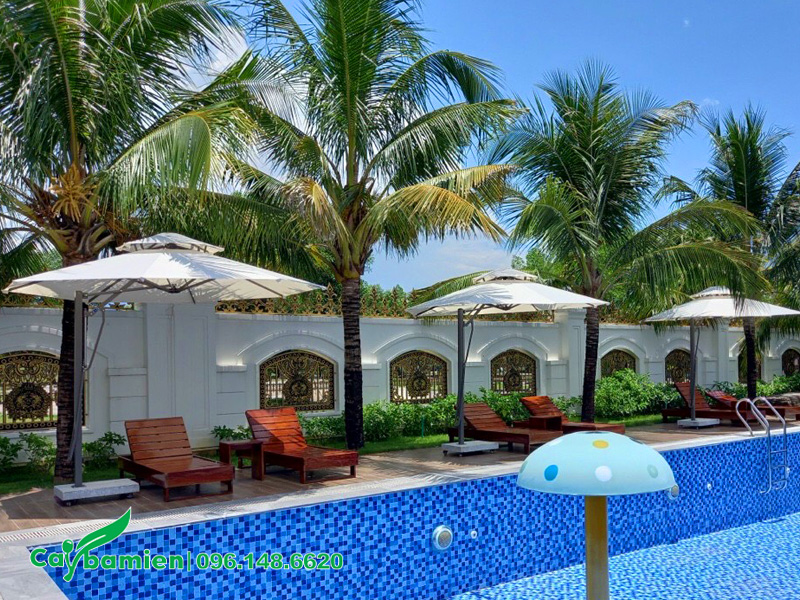 Dừa công trình trồng hồ bơi