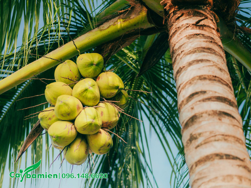 Buồng dừa sai trĩu cành tượng trưng cho sự sung túc