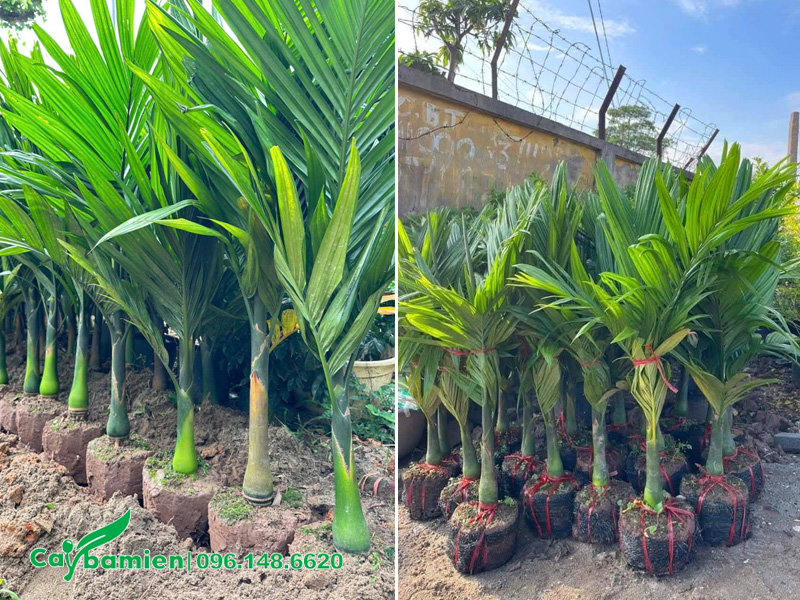 Hàng chục cây giống cau lùn cao 50cm trở lên