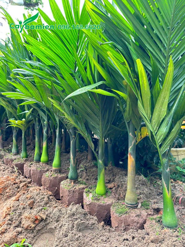 Cây giống cau lùn bứng thẳng và đem dưỡng ủ