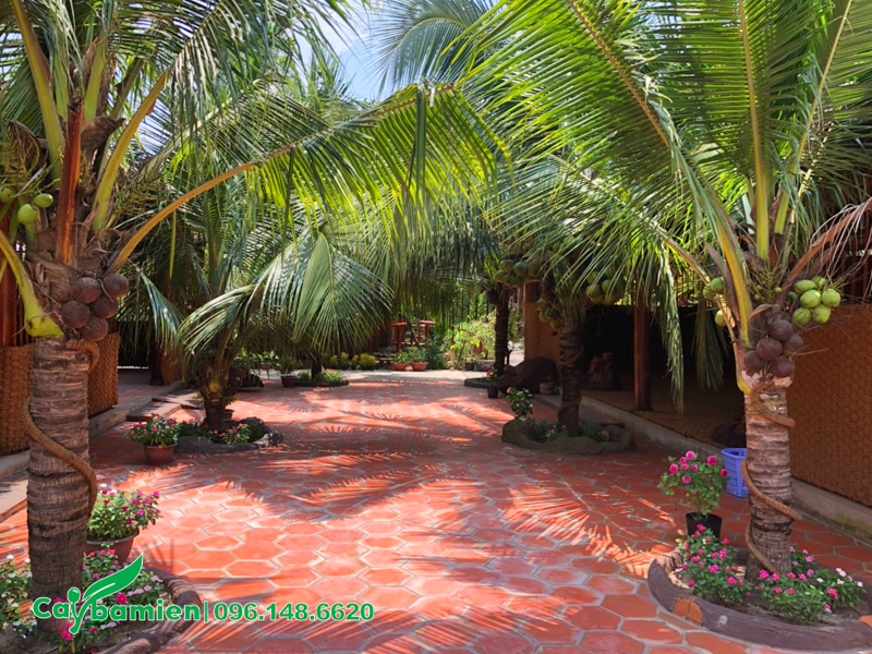 Trồng cây dừa cho sân vườn của những ngôi nhà truyền thống