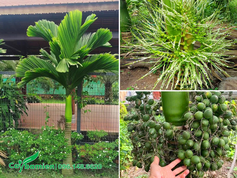 Hình ảnh mô tả hình thái cây cau lùn