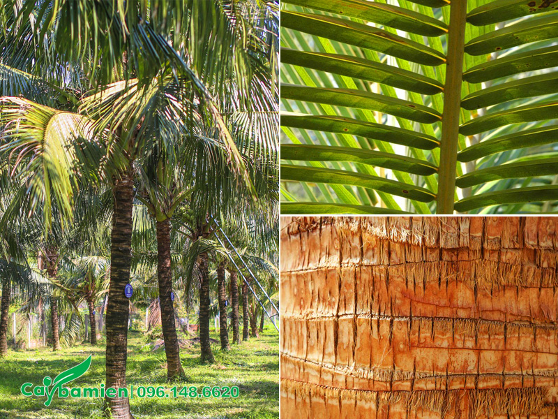 Hình ảnh thân và lá cây dừa công trình