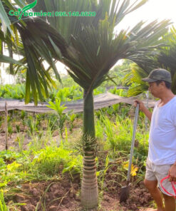 Đào đất, bứng bầu cây cau lùn cao 2.5m