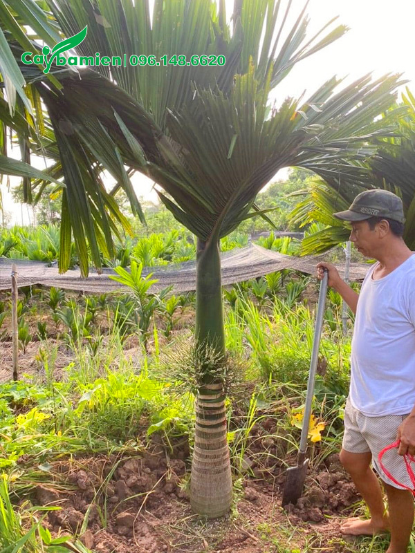 Đào đất, bứng bầu cây cau lùn cao 2.5m