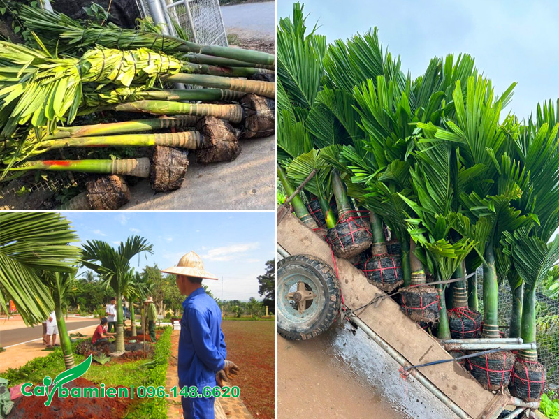 Bán, giao cây tận nơi và thi công trồng cây cau lùn lâu năm