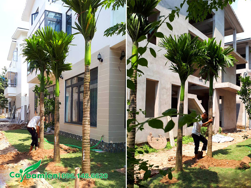 Công nhân đang tiến hành trồng những cây cau lùn cổ thụ trước sân nhà biệt thự cho khách