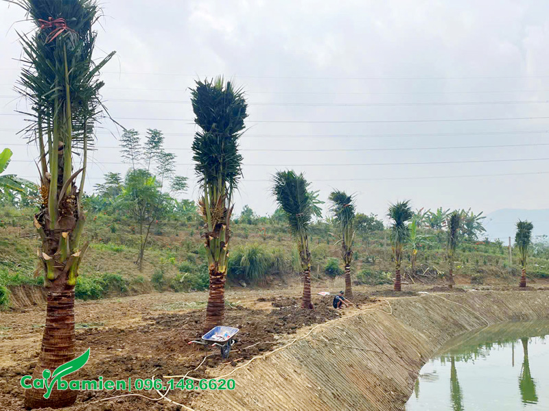 Trồng hàng chục cây dừa quanh bờ ao