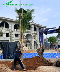 Trồng cây dừa xiêm lớn xung quanh hồ bơi