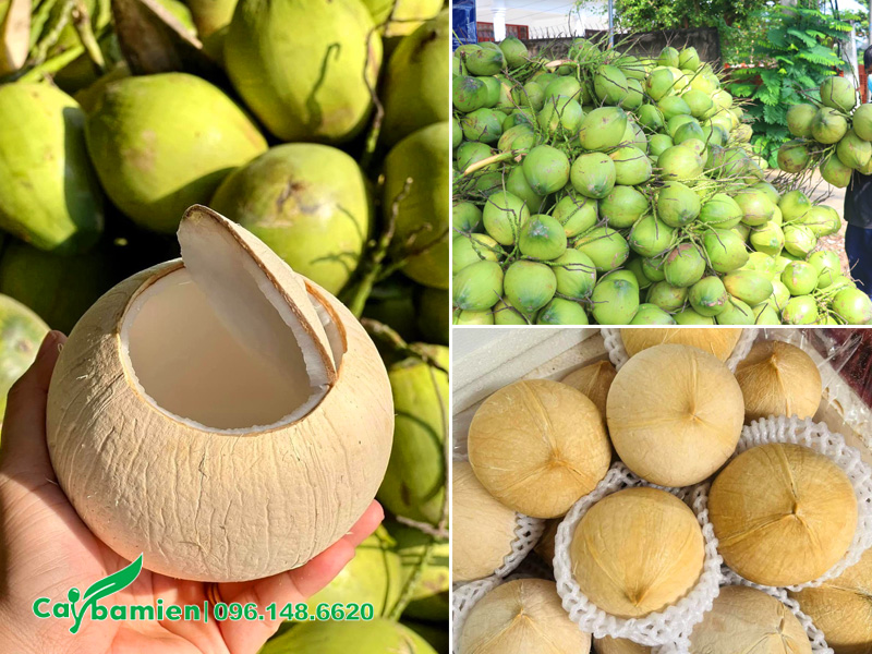 Quả dừa xiêm nhiều nước, gọt trọc vỏ