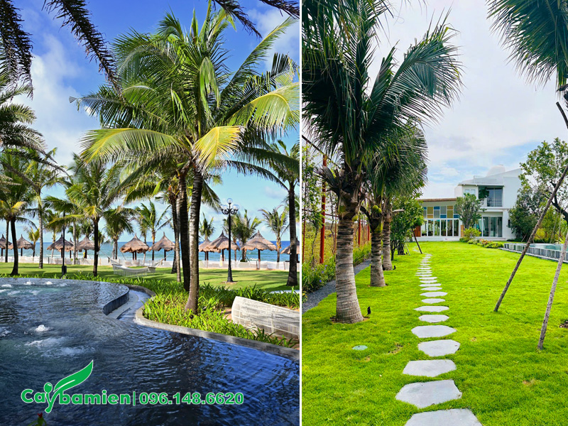 Trồng cây dừa công trình cho sân vườn biệt thự, khách sạn cao cấp