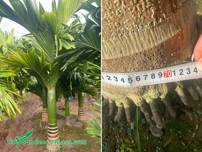 Đo đường kính gốc cây cau lùn lóng cao 50cm