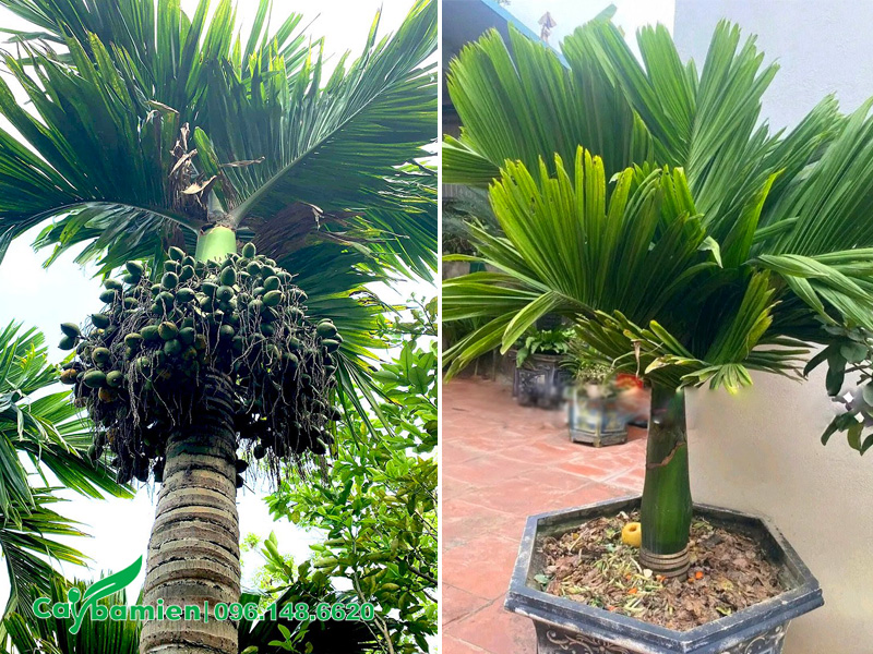 Hình ảnh tán lá của cây cau lùn cổ thụ và cây non mới trồng