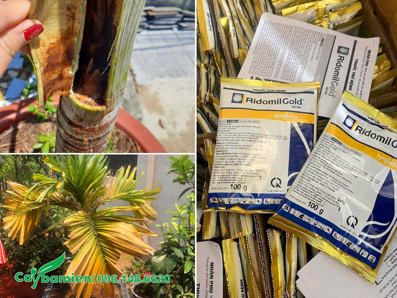 Phun thuốc phòng trừ nấm định kỳ để đề phòng bệnh thối đọt, thối rễ cho cây cau lùn