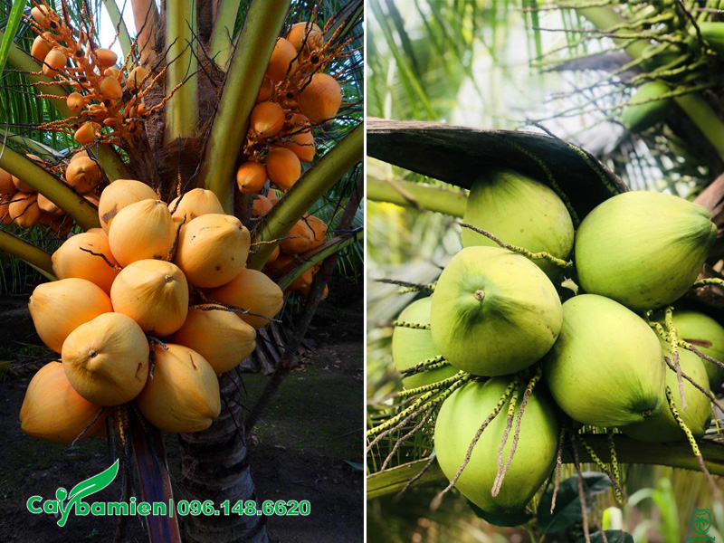 Những buồng dừa xiêm đỏ và xiêm xanh