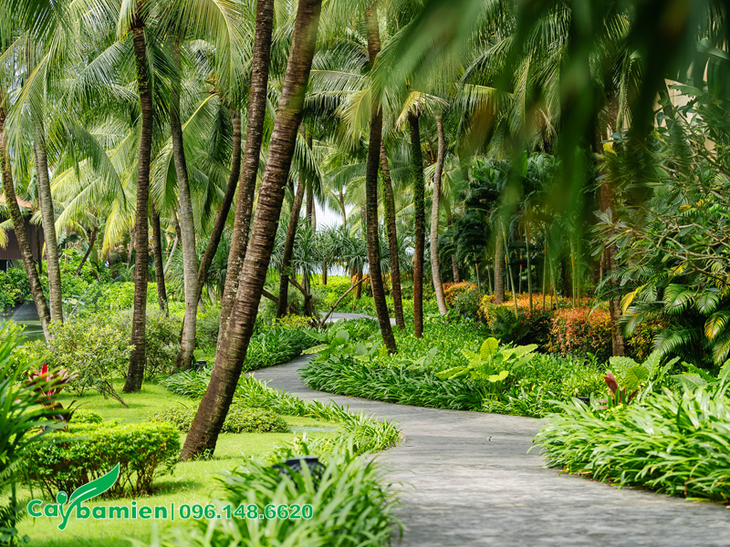 Những cây dừa cao vút trồng trong khuôn viên khu resort