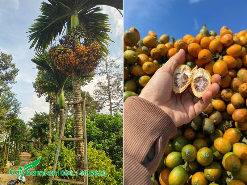 Cau Lùn cổ thụ trồng trước sân nhà vừa tạo cảnh đep vừa cho những buồng quả sai trĩu