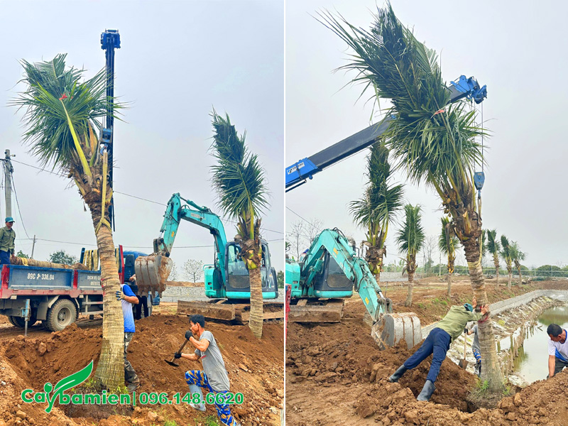 Trồng cây dừa công trình lóng thân cao hơn 2m